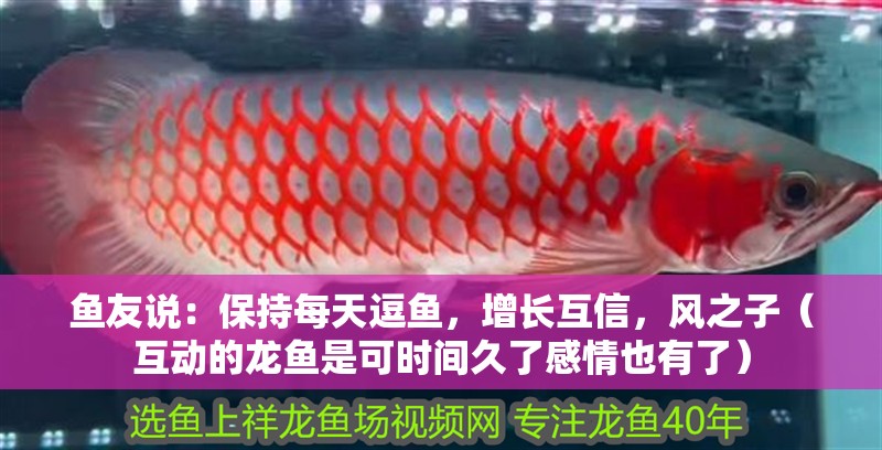 魚友說：保持每天逗魚，增長互信，風之子（互動的龍魚是可時間久了感情也有了）