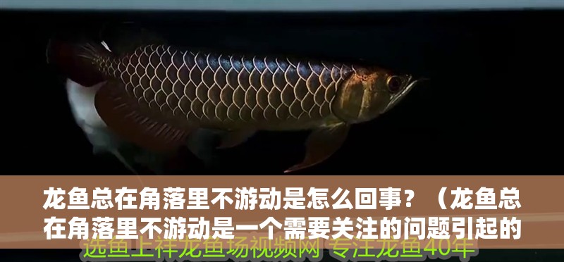 龍魚總在角落里不游動是怎么回事？（龍魚總在角落里不游動是一個需要關注的問題引起的解決方案）
