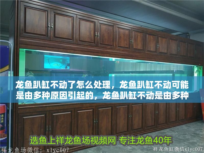 龍魚趴缸不動了怎么處理，龍魚趴缸不動可能是由多種原因引起的，龍魚趴缸不動是由多種原因