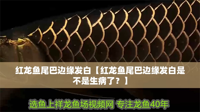 紅龍魚尾巴邊緣發白【紅龍魚尾巴邊緣發白是不是生病了？】