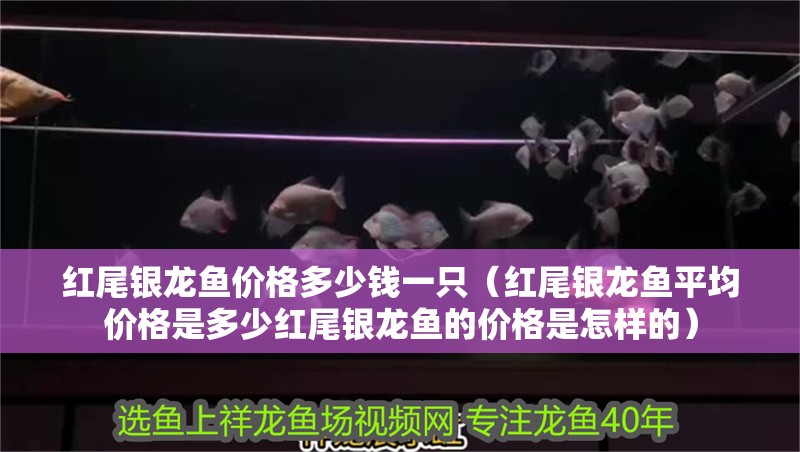 紅尾銀龍魚價格多少錢一只（紅尾銀龍魚平均價格是多少紅尾銀龍魚的價格是怎樣的）