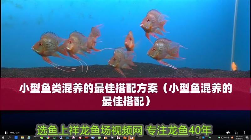 小型魚類混養的最佳搭配方案（小型魚混養的最佳搭配）