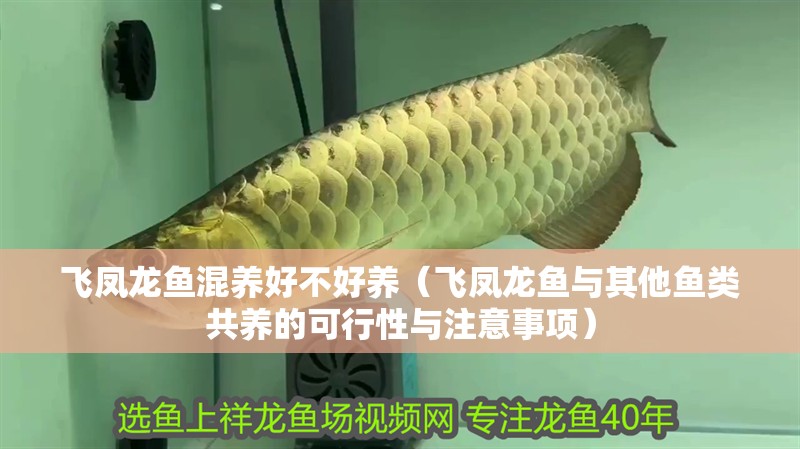 飛鳳龍魚混養好不好養（飛鳳龍魚與其他魚類共養的可行性與注意事項）