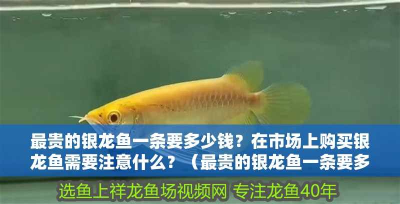 最貴的銀龍魚一條要多少錢？在市場上購買銀龍魚需要注意什么？（最貴的銀龍魚一條要多少錢銀龍魚價格昂貴嗎）