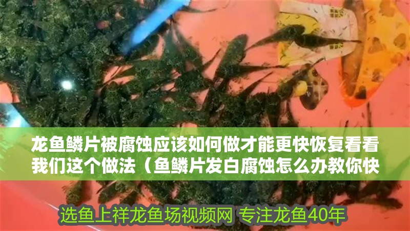 龍魚鱗片被腐蝕應該如何做才能更快恢復看看我們這個做法（魚鱗片發白腐蝕怎么辦教你快速恢復技巧全民小視頻）