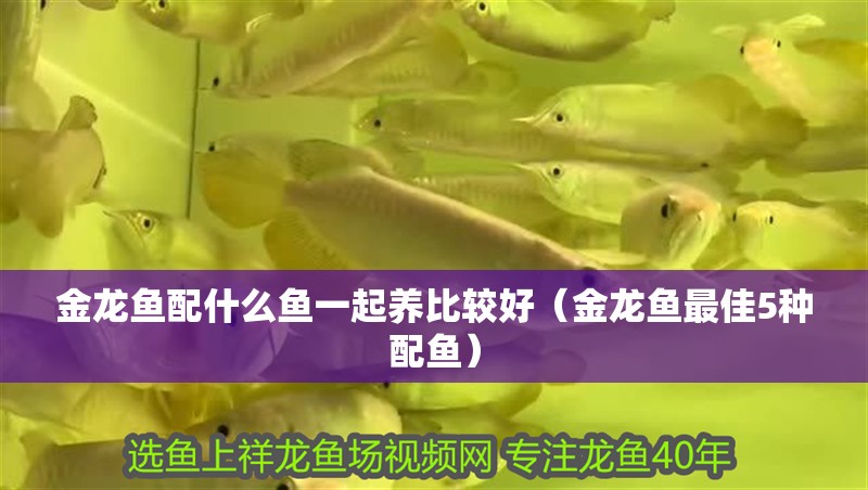 金龍魚配什么魚一起養比較好（金龍魚最佳5種配魚）