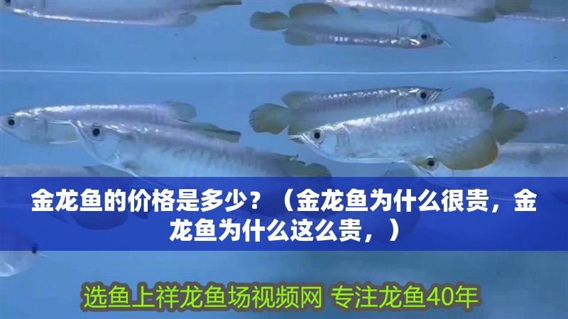金龍魚的價格是多少？（金龍魚為什么很貴，金龍魚為什么這么貴，）