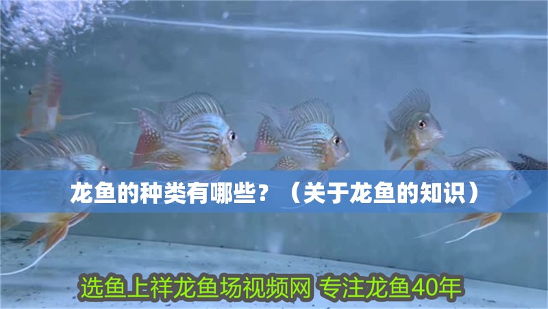 龍魚的種類有哪些？（關(guān)于龍魚的知識）