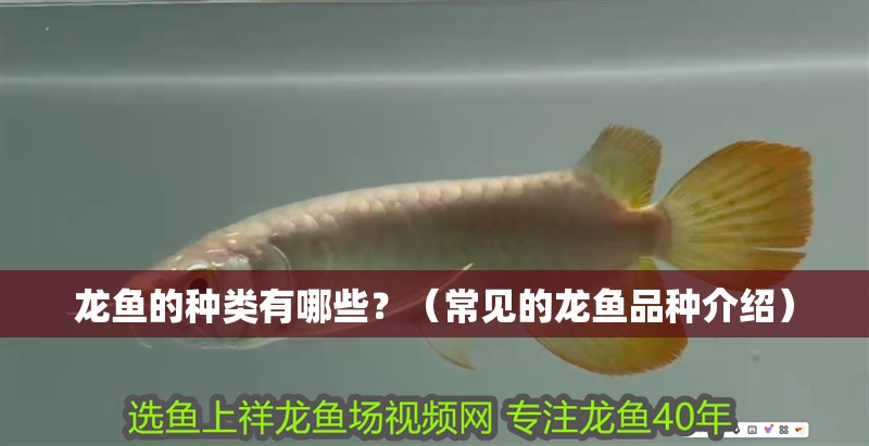 龍魚(yú)的種類(lèi)有哪些？（常見(jiàn)的龍魚(yú)品種介紹）