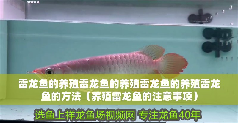 雷龍魚的養(yǎng)殖雷龍魚的養(yǎng)殖雷龍魚的養(yǎng)殖雷龍魚的方法（養(yǎng)殖雷龍魚的注意事項(xiàng)）