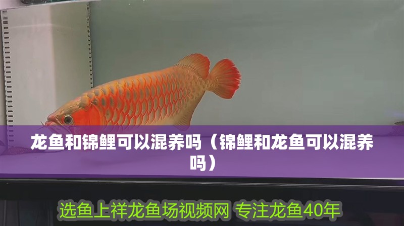 龍魚(yú)和錦鯉可以混養(yǎng)嗎（錦鯉和龍魚(yú)可以混養(yǎng)嗎）