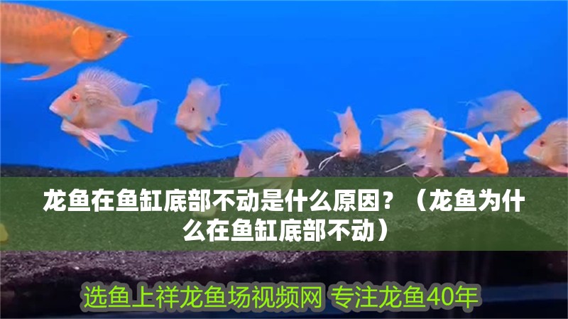 龍魚在魚缸底部不動是什么原因？（龍魚為什么在魚缸底部不動）