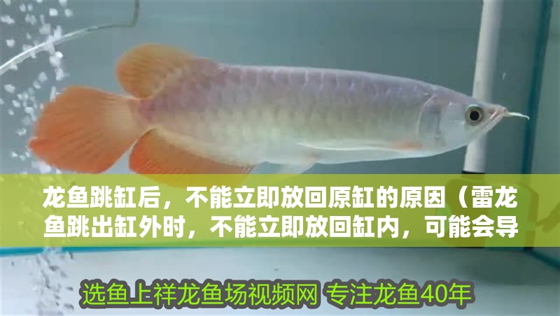 龍魚跳缸后，不能立即放回原缸的原因（雷龍魚跳出缸外時，不能立即放回缸內，可能會導致缸內傷害）