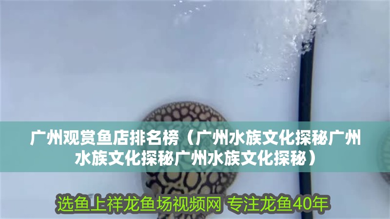 廣州觀賞魚(yú)店排名榜（廣州水族文化探秘廣州水族文化探秘廣州水族文化探秘）