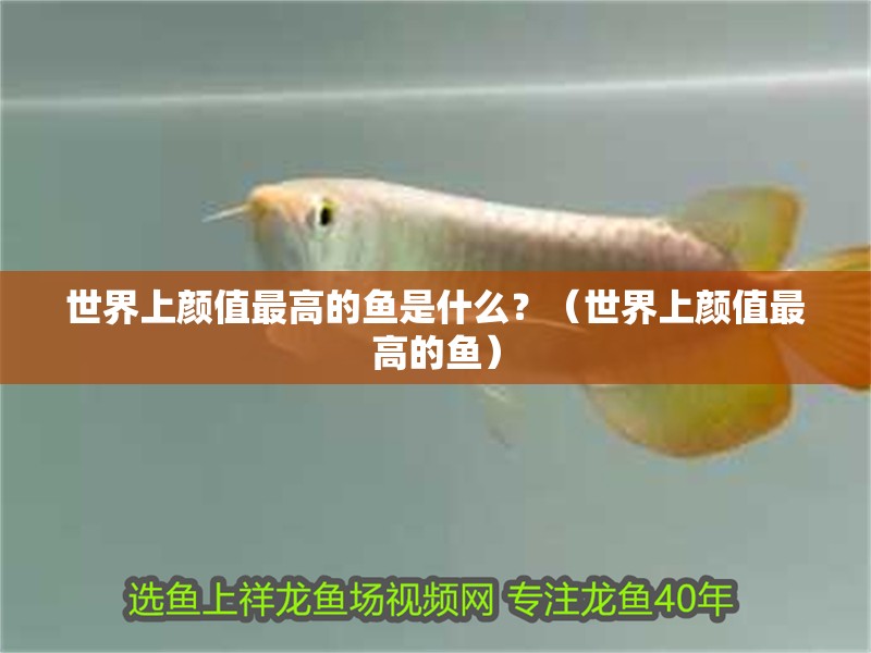 世界上顏值最高的魚是什么？（世界上顏值最高的魚）
