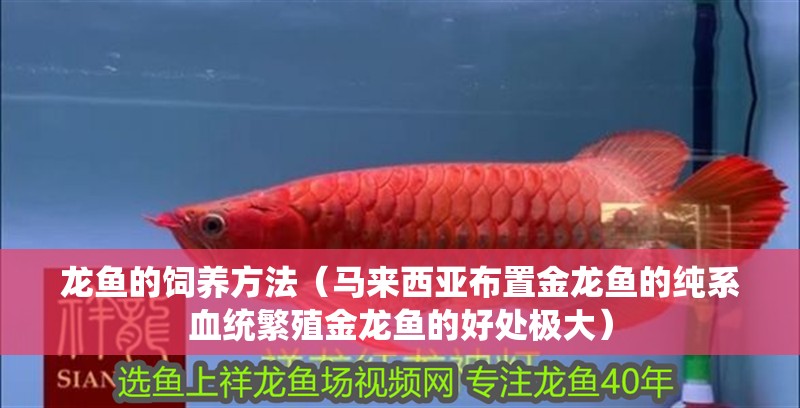 龍魚的飼養方法（馬來西亞布置金龍魚的純系血統繁殖金龍魚的好處極大）