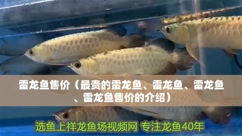 雷龍魚售價（最貴的雷龍魚、雷龍魚、雷龍魚、雷龍魚售價的介紹）