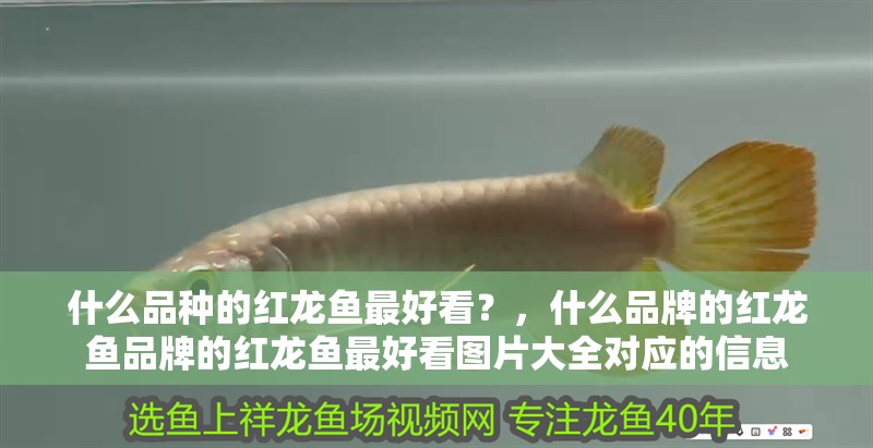 什么品種的紅龍魚最好看？，什么品牌的紅龍魚品牌的紅龍魚最好看圖片大全對應的信息