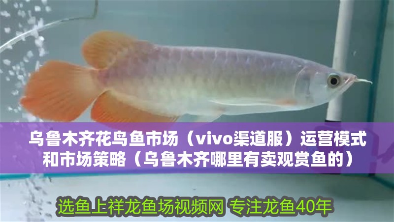 烏魯木齊花鳥魚市場（vivo渠道服）運營模式和市場策略（烏魯木齊哪里有賣觀賞魚的）