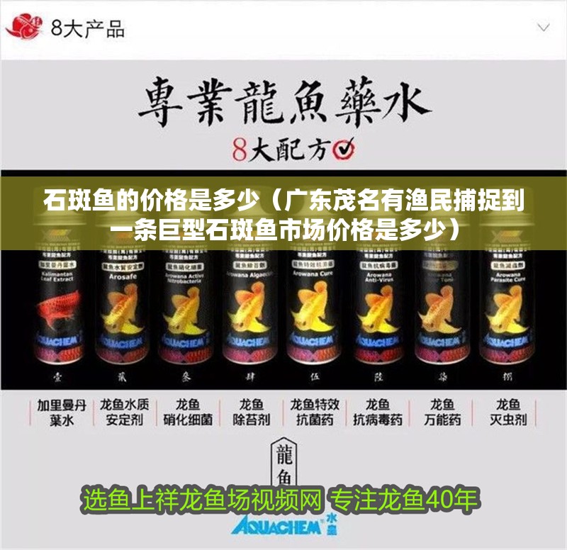 石斑魚的價格是多少（廣東<strong><mark>茂名</mark></strong>有漁民捕捉到一條巨型石斑魚市場價格是多少）