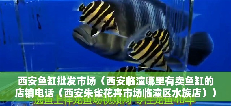 西安魚缸批發(fā)市場(chǎng)（西安臨潼哪里有賣魚缸的店鋪電話（西安朱雀花卉市場(chǎng)臨潼區(qū)水族店））