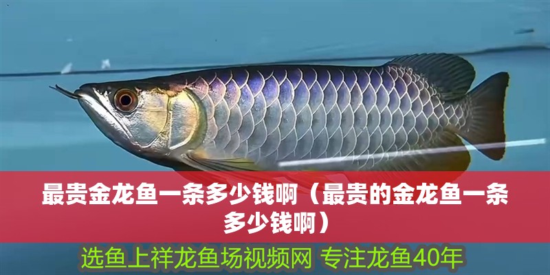 最貴金龍魚一條多少錢啊（最貴的金龍魚一條多少錢啊）