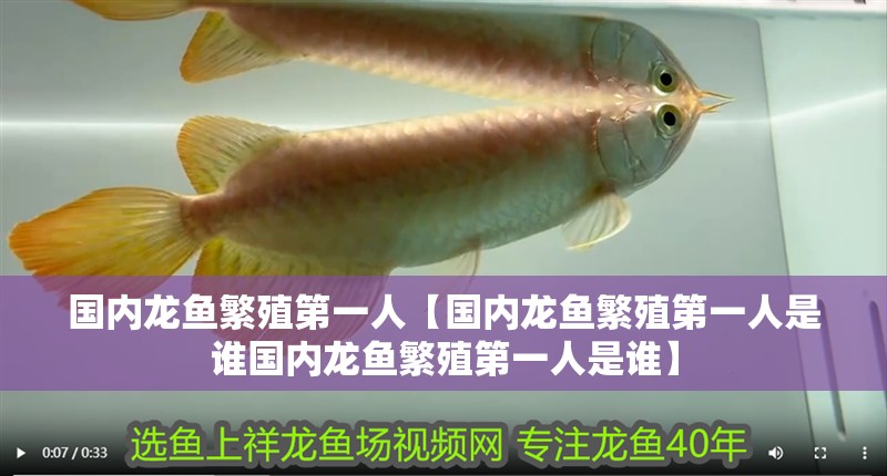 國內龍魚繁殖第一人【國內龍魚繁殖第一人是誰國內龍魚繁殖第一人是誰】