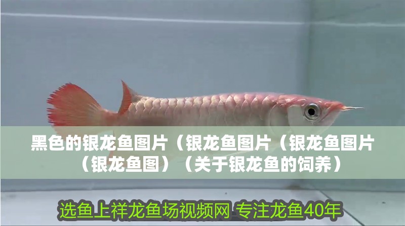 黑色的銀龍魚圖片（銀龍魚圖片（銀龍魚圖片（銀龍魚圖）（關于銀龍魚的飼養）