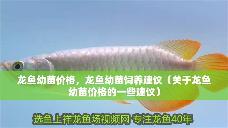 龍魚幼苗價格，龍魚幼苗飼養建議（關于龍魚幼苗價格的一些建議）