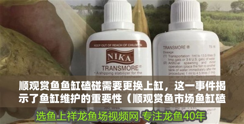 順觀賞魚魚缸磕碰需要更換上缸，這一事件揭示了魚缸維護的重要性（順觀賞魚市場魚缸磕碰需要更換上缸）