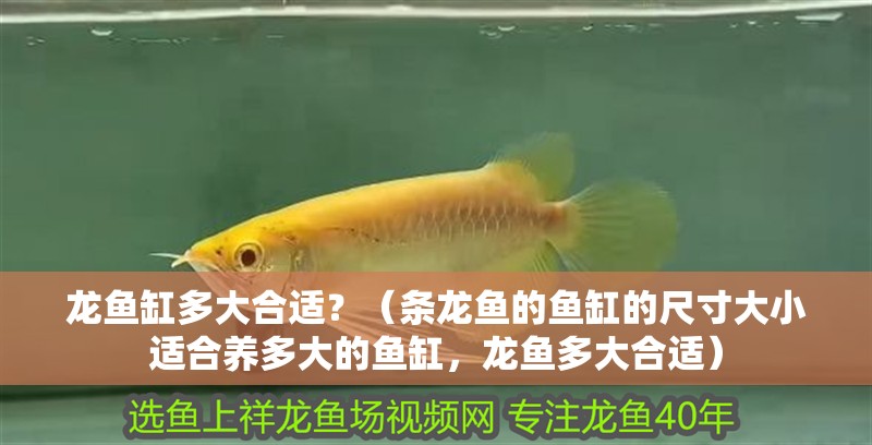 龍魚缸多大合適？（條龍魚的魚缸的尺寸大小適合養(yǎng)多大的魚缸，龍魚多大合適）