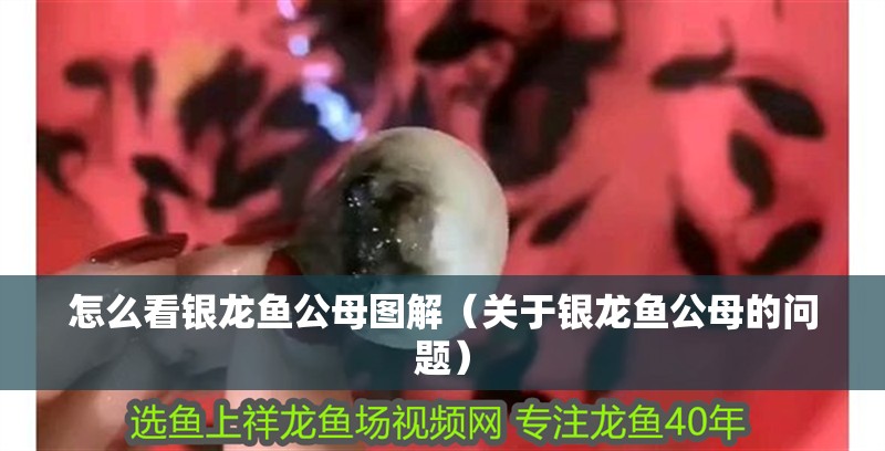 怎么看銀龍魚公母圖解（關(guān)于銀龍魚公母的問題）