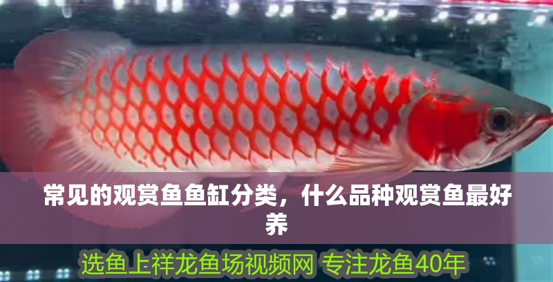 常見的觀賞魚魚缸分類，什么品種觀賞魚最好養(yǎng)