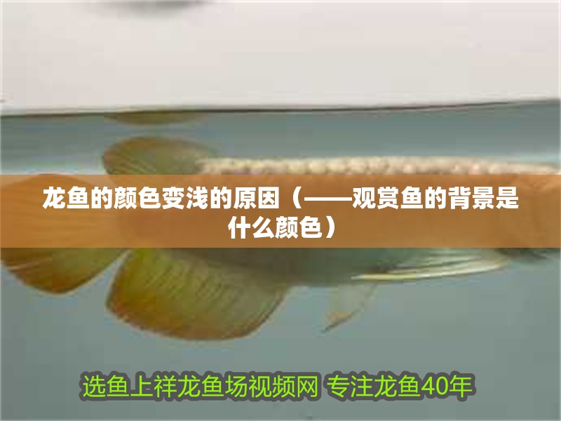 龍魚的顏色變淺的原因（——觀賞魚的背景是什么顏色）