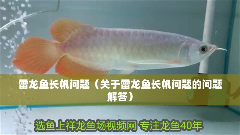 雷龍魚長帆問題（關于雷龍魚長帆問題的問題解答）