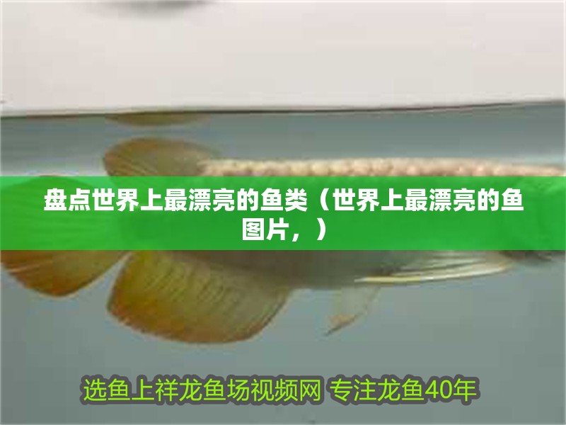 盤點(diǎn)世界上最漂亮的魚類（世界上最漂亮的魚圖片，）