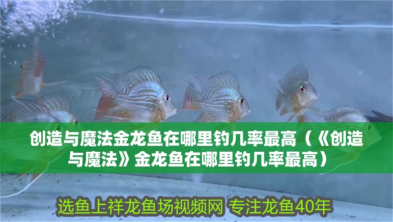 創(chuàng)造與魔法金龍魚在哪里釣幾率最高（《創(chuàng)造與魔法》金龍魚在哪里釣幾率最高）