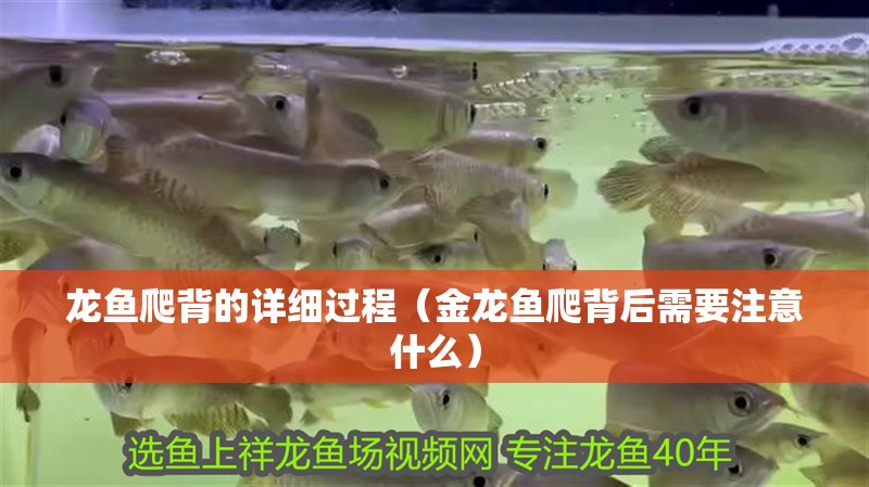 龍魚爬背的詳細過程（金龍魚爬背后需要注意什么）