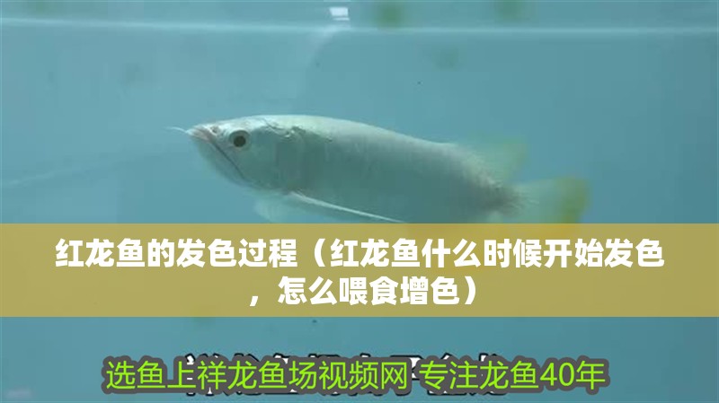 紅龍魚的發(fā)色過程（紅龍魚什么時候開始發(fā)色，怎么喂食增色）