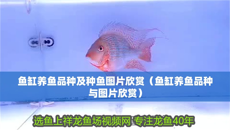 魚缸養魚品種及種魚圖片欣賞（魚缸養魚品種與圖片欣賞）
