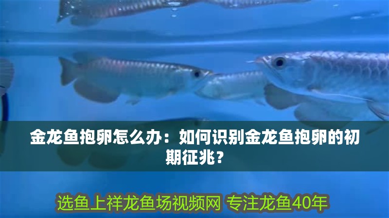 金龍魚抱卵怎么辦：如何識別金龍魚抱卵的初期征兆？