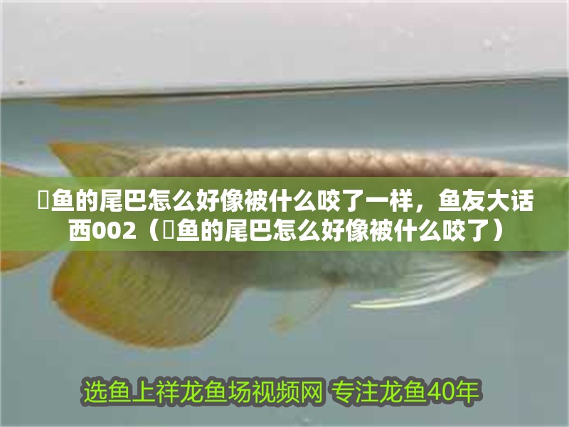魟魚的尾巴怎么好像被什么咬了一樣，魚友大話西002（魟魚的尾巴怎么好像被什么咬了）