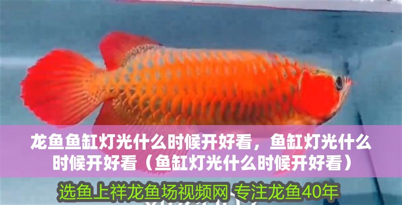 龍魚(yú)魚(yú)缸燈光什么時(shí)候開(kāi)好看，魚(yú)缸燈光什么時(shí)候開(kāi)好看（魚(yú)缸燈光什么時(shí)候開(kāi)好看）