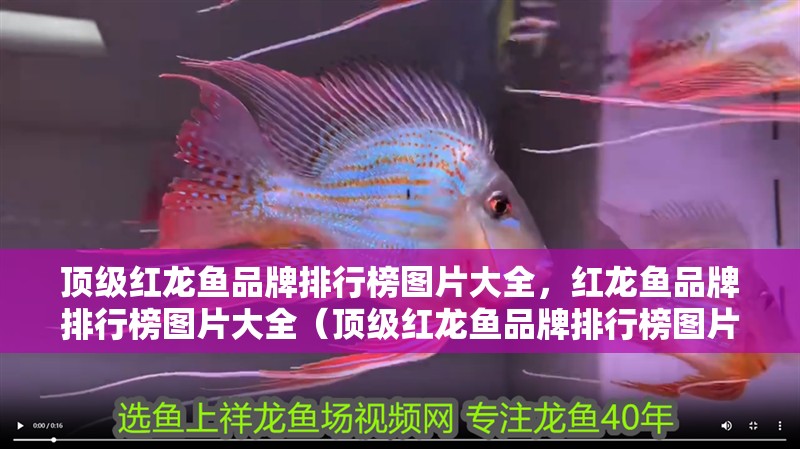 頂級紅龍魚品牌排行榜圖片大全，紅龍魚品牌排行榜圖片大全（頂級紅龍魚品牌排行榜圖片大全）