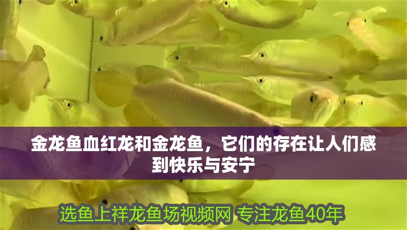 金龍魚血紅龍和金龍魚，它們的存在讓人們感到快樂與安寧