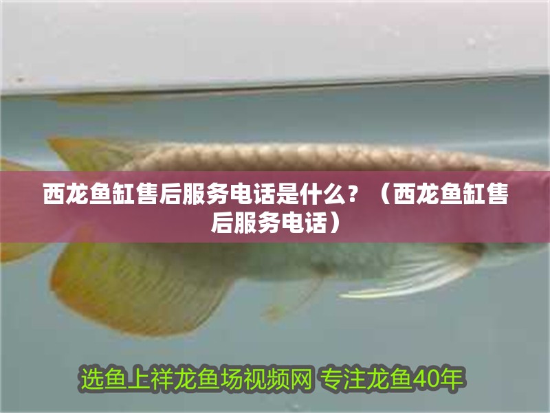 西龍魚缸售后服務電話是什么？（西龍魚缸售后服務電話）