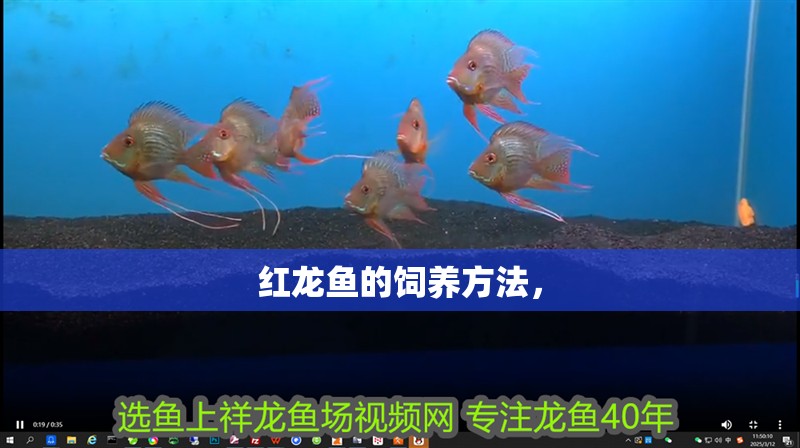 紅龍魚的飼養方法，