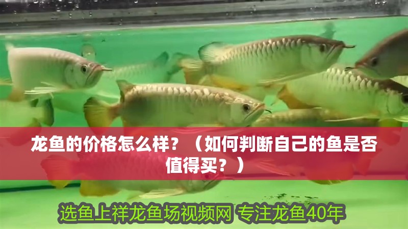 龍魚的價格怎么樣？（如何判斷自己的魚是否值得買？）