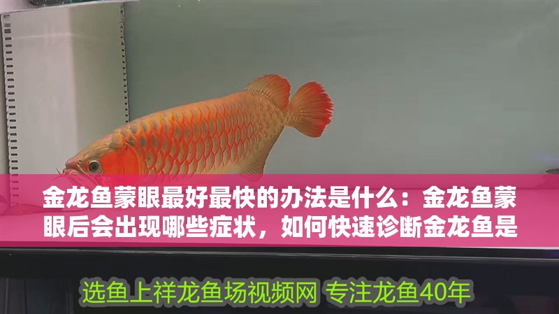 金龍魚蒙眼最好最快的辦法是什么：金龍魚蒙眼后會出現哪些癥狀，如何快速診斷金龍魚是否蒙眼