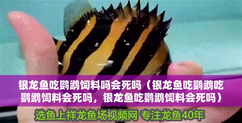 銀龍魚吃鸚鵡飼料嗎會死嗎（銀龍魚吃鸚鵡吃鸚鵡飼料會死嗎，銀龍魚吃鸚鵡飼料會死嗎）